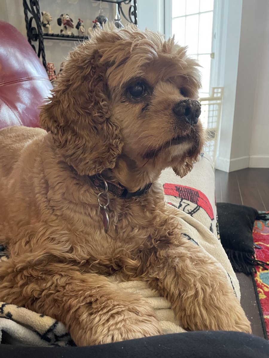 SusanMary28's tweet photo. Mom’s making me get a haircut today. I hate going to the groomer. https://t.co/F0myPjmIqA
