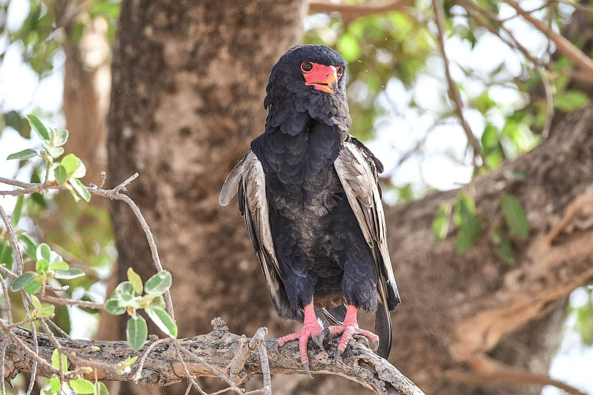 Bateleur Eagle (Terathopius acaudatus) 
#birdphotography #birdphotography #BirdTwitter #TwitterNaturePhotography #TwitterNatureCommunity #birds #The Gambia 🇬🇲