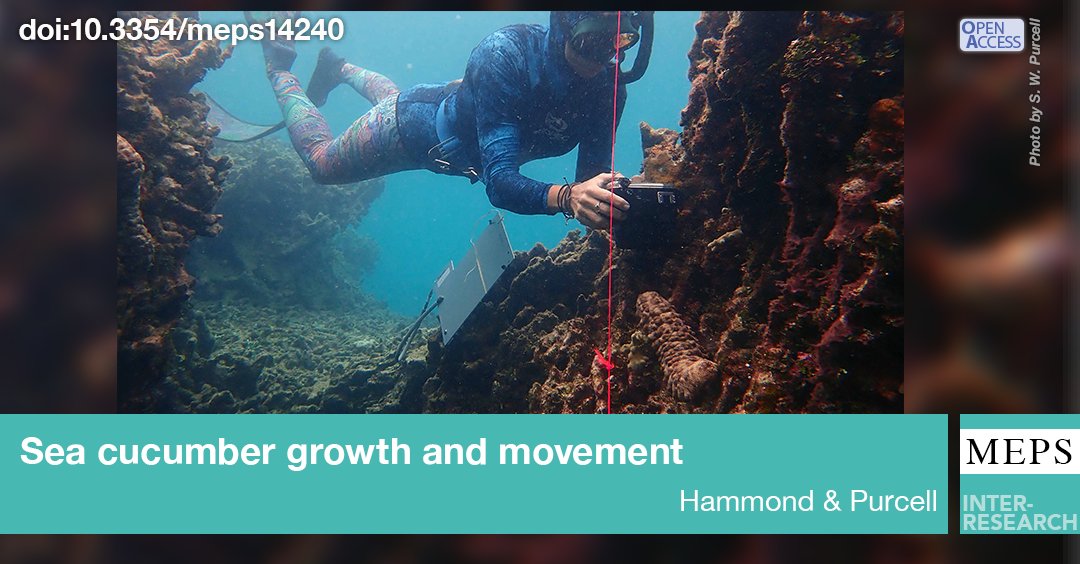 MEPS_IR's tweet image. New research shows that #SeaCucumbers can lose and later regain weight from year to year. Even relatively small species can be long-lived, with lifespans of 18 years or more. #FeatureArticle
bit.ly/meps_704_1