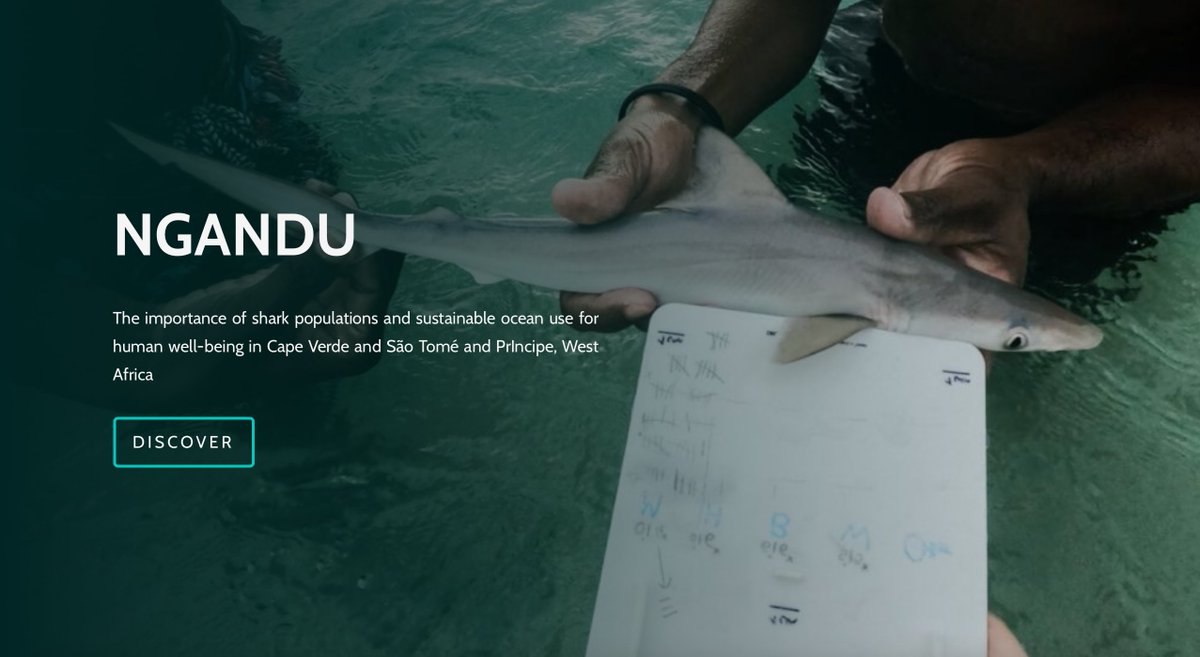 ProjectNgandu's tweet photo. Our website is online! Information on project goals, research questions, and partners is already available, and there is much more to come! #NGANDUproject #Sharks #OceanSustainability
🦈🌊👉🏽https://t.co/YqL2p0iRrw https://t.co/ki7OFWTGd2