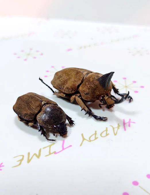 元生物はこちら。左は標本で、右は生前の写真。標本の写真ならオスの前足の鉤爪が異様に太くなってるのがわかる.....かなぁ。 