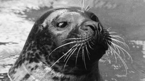 Tecumseh Fitch (@tecumsehfitch) on Twitter photo If you don't know about Hoover the amazing talking seal - orphaned and raised by a Maine fisherman - our "Quick Guide" is a great way to find out more:
 authors.elsevier.com/a/1gTWc3QW8R~f… If you don't know about Hoover the amazing talking seal - orphaned and raised by a Maine fisherman - our "Quick Guide" is a great way to find out more:
 authors.elsevier.com/a/1gTWc3QW8R~f…