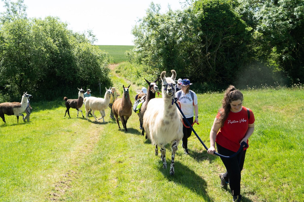 Treat your team members to a walk in the countryside like never before… with a #Llama for company! Discover and enjoy the pleasant sites of the Northamptonshire #countryside whilst leading a gentle llama along bridleways and country lanes hosted by <a href="/Catanger_Llamas/">Catanger Llamas</a> 🦙