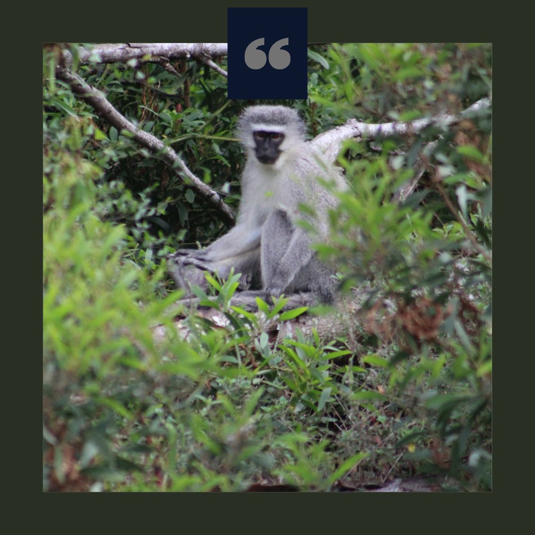 Vervet monkeys / Blou apies / Cercopithecus pygerythrus

#vervetmonkeys #gvbconservancy #primates #naturephotography #monkey #nature_good #nature_captures #curiousanimals #outdoors #intothewild #forest #explore #exploretheoutdoors #thegreatoutdoors #social