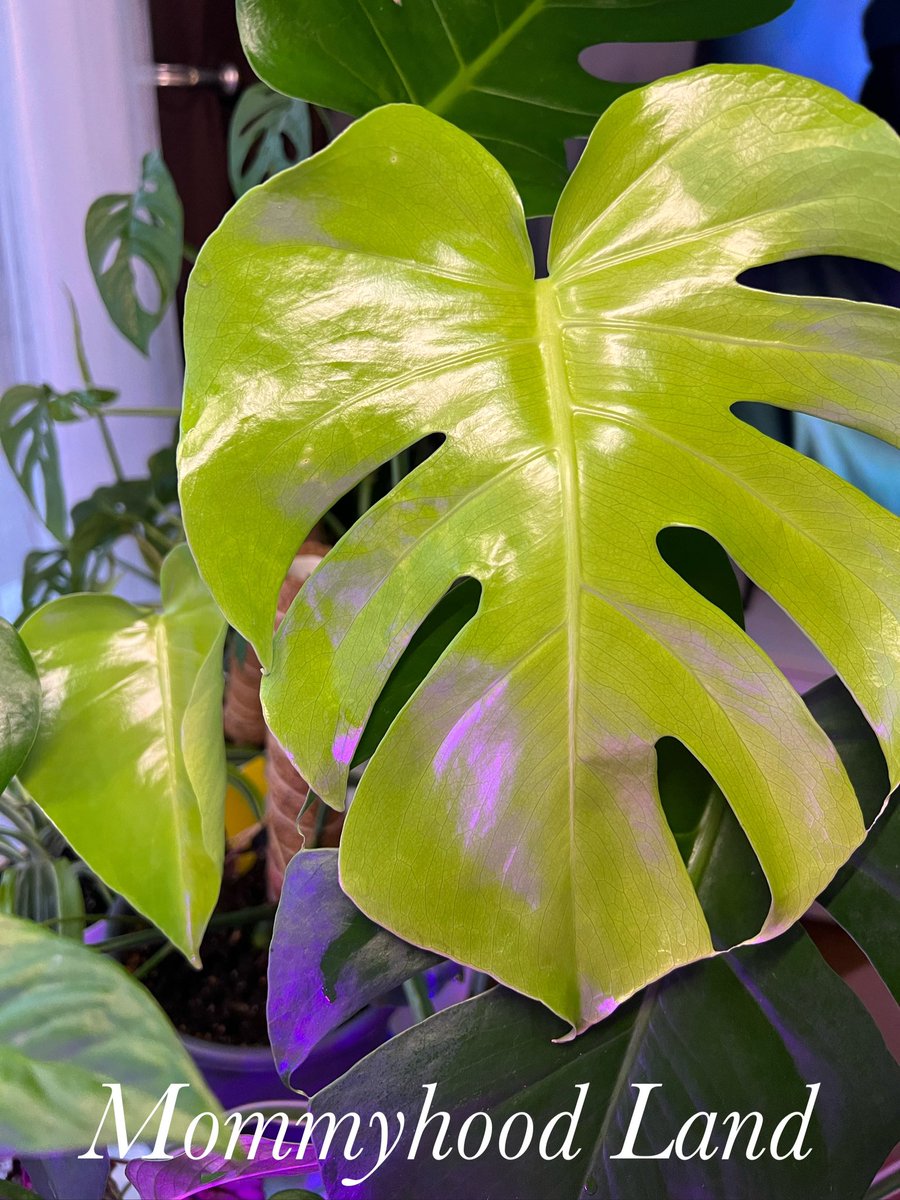 North_Fireflies's tweet photo. I did it. I wrote another blog post. This time about plant, anxiety and depression. You’re welcome. Enjoy. 

https://t.co/36w9a5UaSN

#plants #houseplants #anxiety #depression #mentalhealth #MentalHealthMatters #MentalHealthAwareness https://t.co/jl5Ha1HJFb