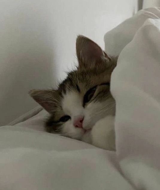 Добрый вечерок от пропавшего человечка🥺 как вы? Как дела?