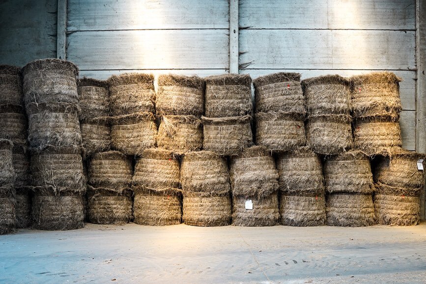 MungoDesign's tweet photo. Linen is considered an inherently sustainable fibre. It doesn’t require heavy irrigation or harsh pesticides to grow. @terre_de_lin_cooperative takes it a step further. They are cutting edge in their approach to seed breeding for flax conservation. Inste… https://t.co/3eQEGuCaHJ https://t.co/o88CBWmc0W
