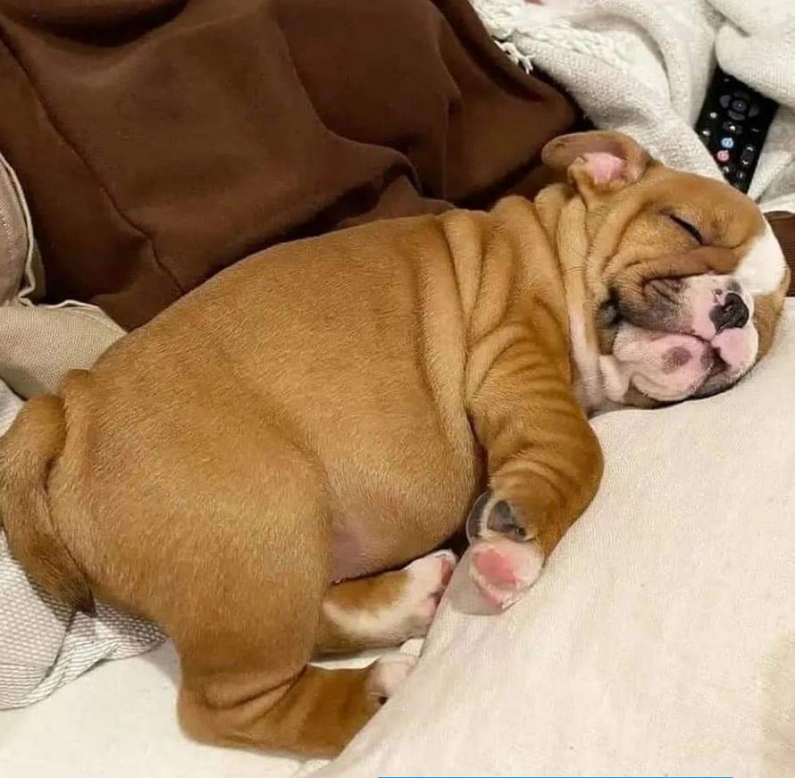 napping time 😴💙 #bulldoglover #Bulldogs #Bulldogpuppies #Bulldog