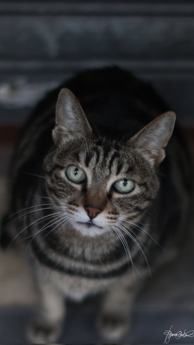 The Stare... Meow!

#Photography #Photo #Picture #Snapshot #TheShot #Amature #Hobby #WalkAndShoot #HKphotographer #Hongkong #StreetPhotography #Cat #Meow #AnimalPortraiture #EyesOfCat #TheStare #Canon #CanonEosR5 #R5