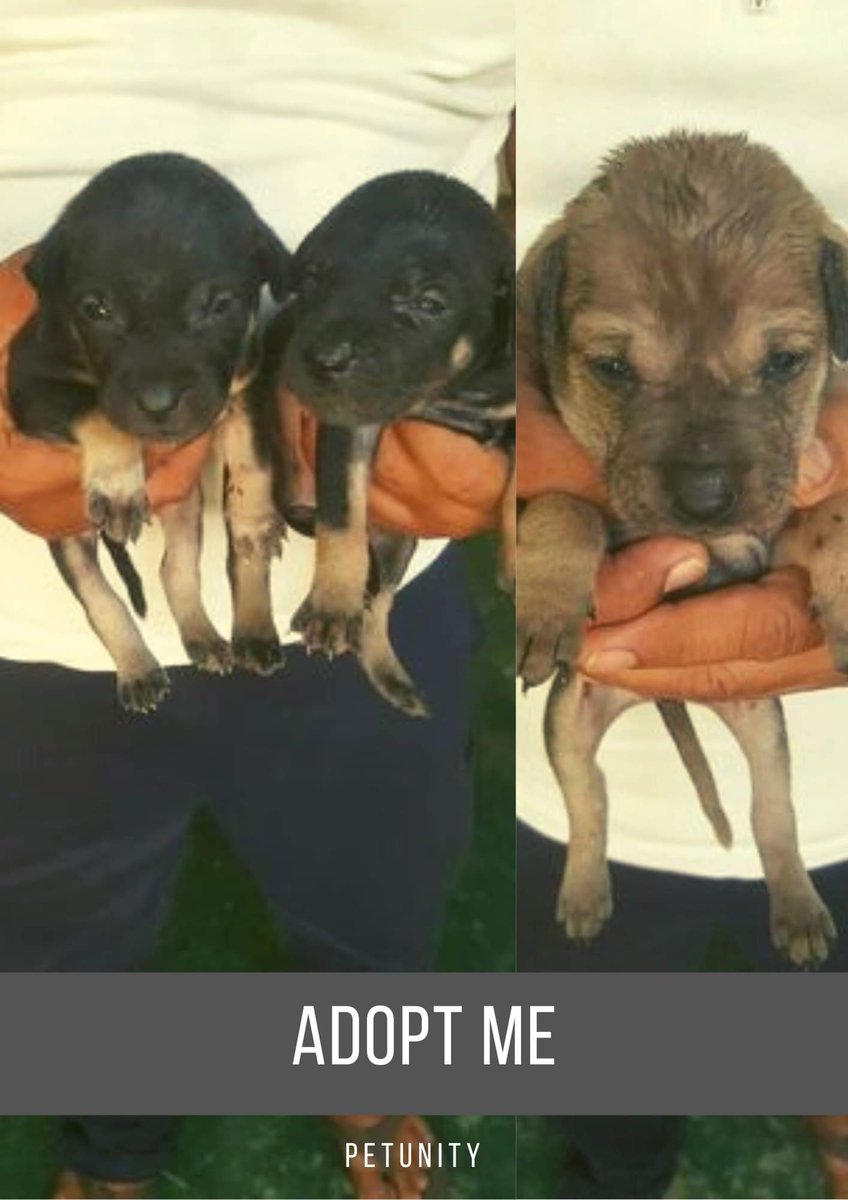 Petunitymm's tweet photo. Adopt Me
Xx
Would you be my new owner?
3 Puppies are available for adoption.
DM us if you'd like to adopt one of them. 
https://t.co/Ufa8gw3yRm

Petunity
Sharing One World
https://t.co/J4x3ww4aA5
 #Petunity #dog #puppies #Myanmar #Burmese #puppies #AdoptMe #Love #SharingOneWorld https://t.co/5kDe5cFCxk