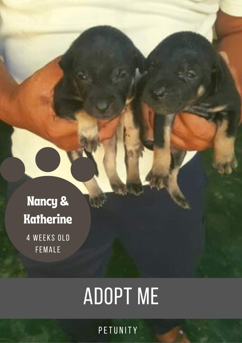 Petunitymm's tweet photo. Adopt Me
Xx
Would you be my new owner?
3 Puppies are available for adoption.
DM us if you'd like to adopt one of them. 
https://t.co/Ufa8gw3yRm

Petunity
Sharing One World
https://t.co/J4x3ww4aA5
 #Petunity #dog #puppies #Myanmar #Burmese #puppies #AdoptMe #Love #SharingOneWorld https://t.co/5kDe5cFCxk