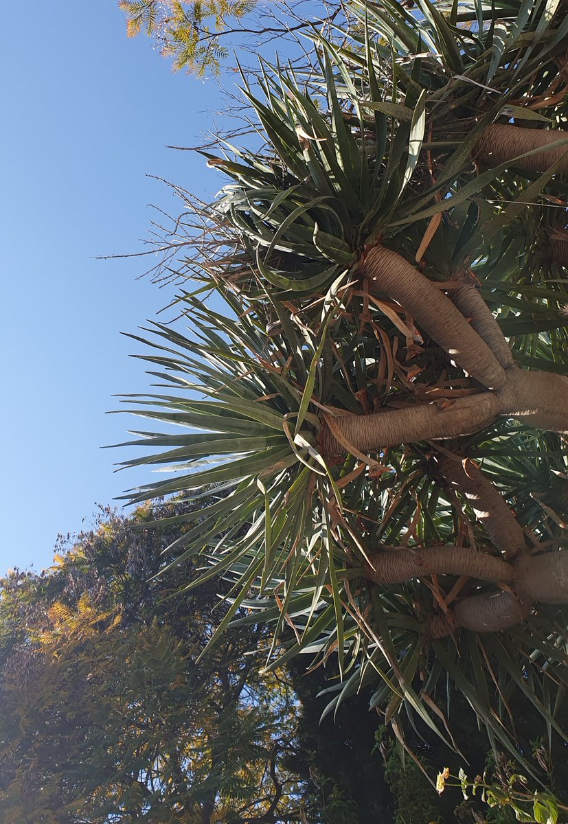 BinaryNr's tweet image. What a nice experience to visit Ofek Birnholtz&apos;s group, as I was invited to give a talk at #BarIlanUniversity. It took me a while to find the astrophysics department though. 😆 

Can&apos;t wait to explore this diverse and beautiful country. ABP