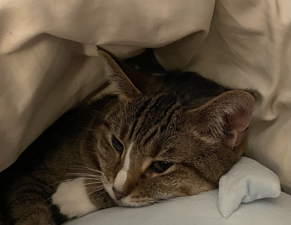 deborah_saffer's tweet photo. Loving on my #CatsOnTwitter today…well, #Everyday I Really #Miss @josh_saffer I’m so #Proud of him for #Achieving his #DREAMS A #FUTURE SECURED. But, he’s been #Home for 28 years &amp; it’s rough on this #Mama with him #Gone everyday. It’ll get #better, #Prayerfully 🙏💙#AutismMom https://t.co/yNYG25KvYK
