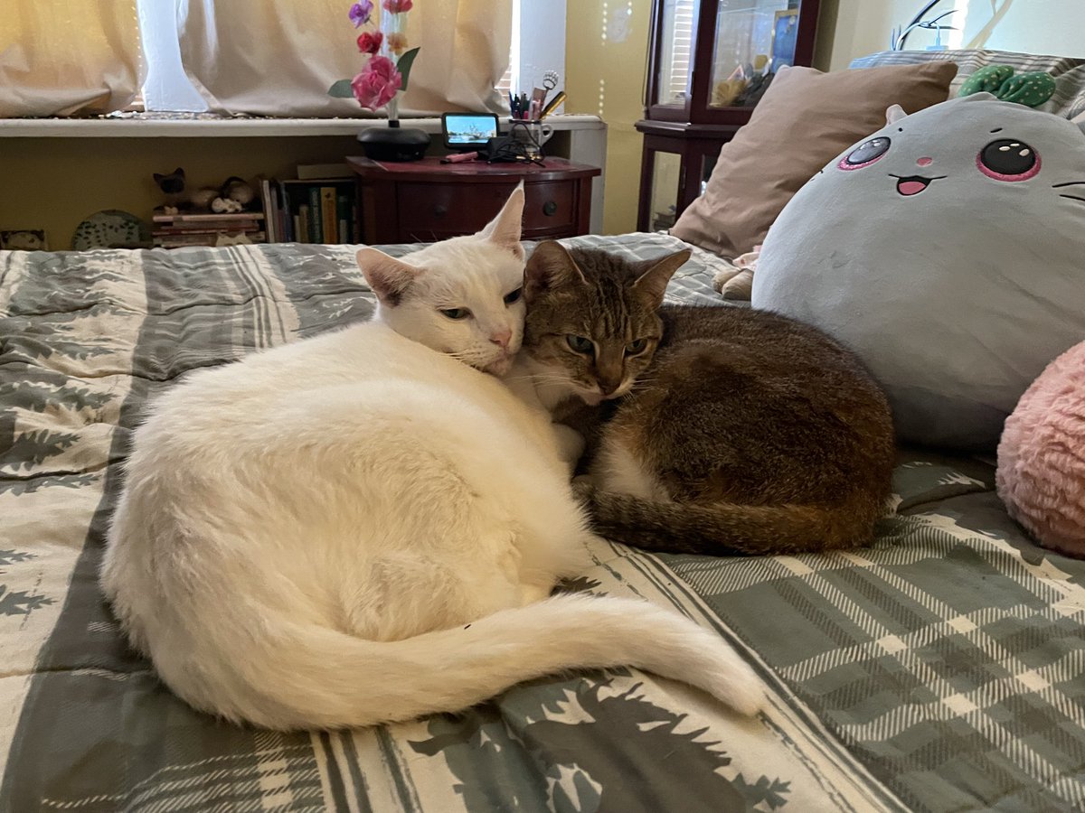 deborah_saffer's tweet photo. Loving on my #CatsOnTwitter today…well, #Everyday I Really #Miss @josh_saffer I’m so #Proud of him for #Achieving his #DREAMS A #FUTURE SECURED. But, he’s been #Home for 28 years &amp; it’s rough on this #Mama with him #Gone everyday. It’ll get #better, #Prayerfully 🙏💙#AutismMom https://t.co/yNYG25KvYK