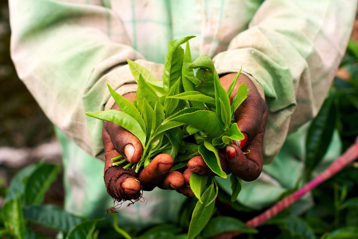 To Ensure that certification standards reflect best practice it is important to keep these under review. GoodCorporation is delighted to have supported Fairtrade in updating its certification standard for HLO.

Read more about our work with Fairtrade here: lnkd.in/ewnWzfxf