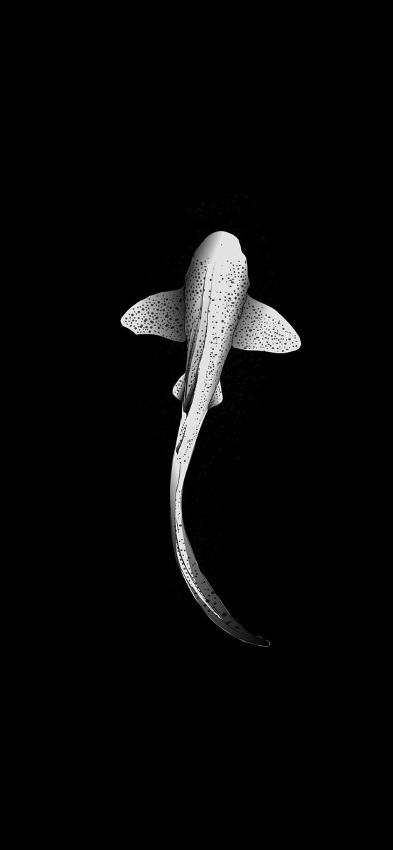 shammuspee's tweet photo. Their grace and beauty as they swim in the ocean. Leopard Sharks ✨

📲 2 Wallpapers 👇🏽
Created in @creativecloud illustrator 

#leopardsharks #sharks #Maldive https://t.co/ztSaKc4UdA