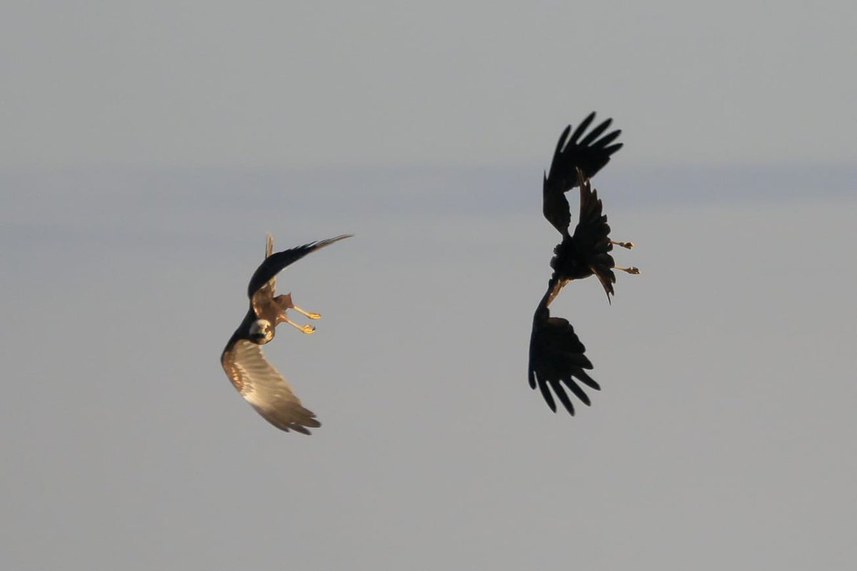 ResearchHumSocSci tweet media