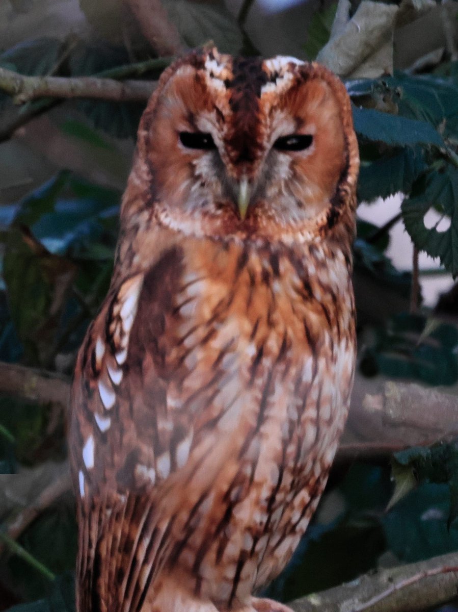 #Winterwatch <a href="/BBCSpringwatch/">BBC Springwatch</a> At North Cave....