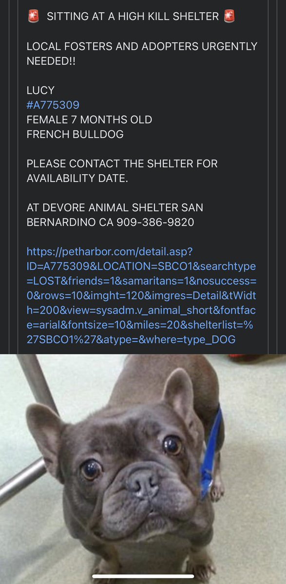 🚨Inland Empire / San Bernardino    Help this puppy dog out #dogs #lostdogs #doglovers #adoptadog #lostandfoundpets #lostandfounddogs #ladogs #rescuedogs ‼️
