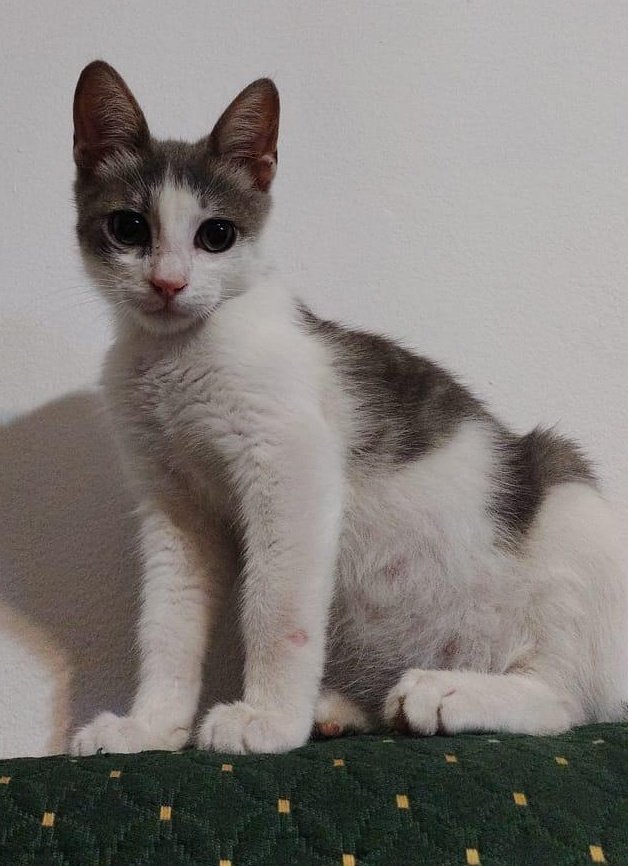 liolauries's tweet photo. Este es mi gatito mollo que rescate hace tres meses de la calle, ayer un hdp lo patio fracturandole la mandibula y las costillas, ahora está en la clínica internado, lo que  quieran y puedan colaborar con los gastos de las operaciones les dejo mi CBU la difusión se agradece 😞 https://t.co/ERYZ2xqR9H