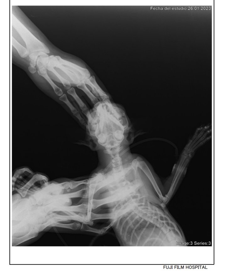 liolauries's tweet photo. Este es mi gatito mollo que rescate hace tres meses de la calle, ayer un hdp lo patio fracturandole la mandibula y las costillas, ahora está en la clínica internado, lo que  quieran y puedan colaborar con los gastos de las operaciones les dejo mi CBU la difusión se agradece 😞 https://t.co/ERYZ2xqR9H