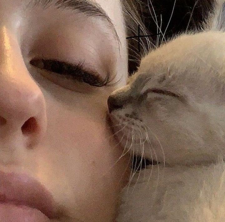cat with confusing auras (@cat_auras) on Twitter photo 