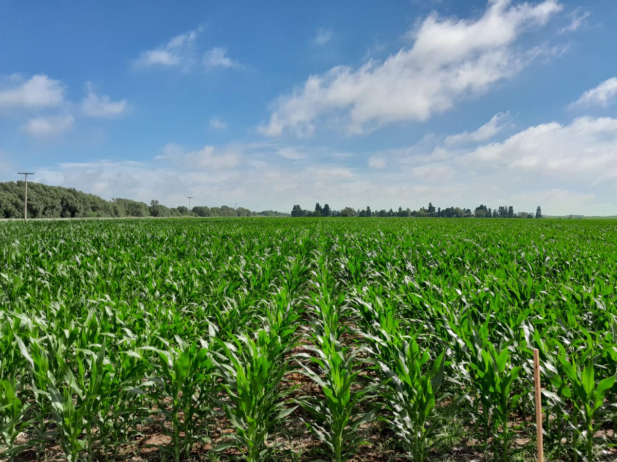 0922e4bb2fa045b's tweet photo. 🌽 @ALZ_Agro @semillasnord hoy estuvimos con @JuliPomba_ @matiastesta_ia emprolijando y poniendo a punto el #ALZ360 que vamos a tener en la localidad de #Gigena para mostrar nuestro hibridos a nuestros distribuidores y productores de la zona. https://t.co/35AJjk43Pz