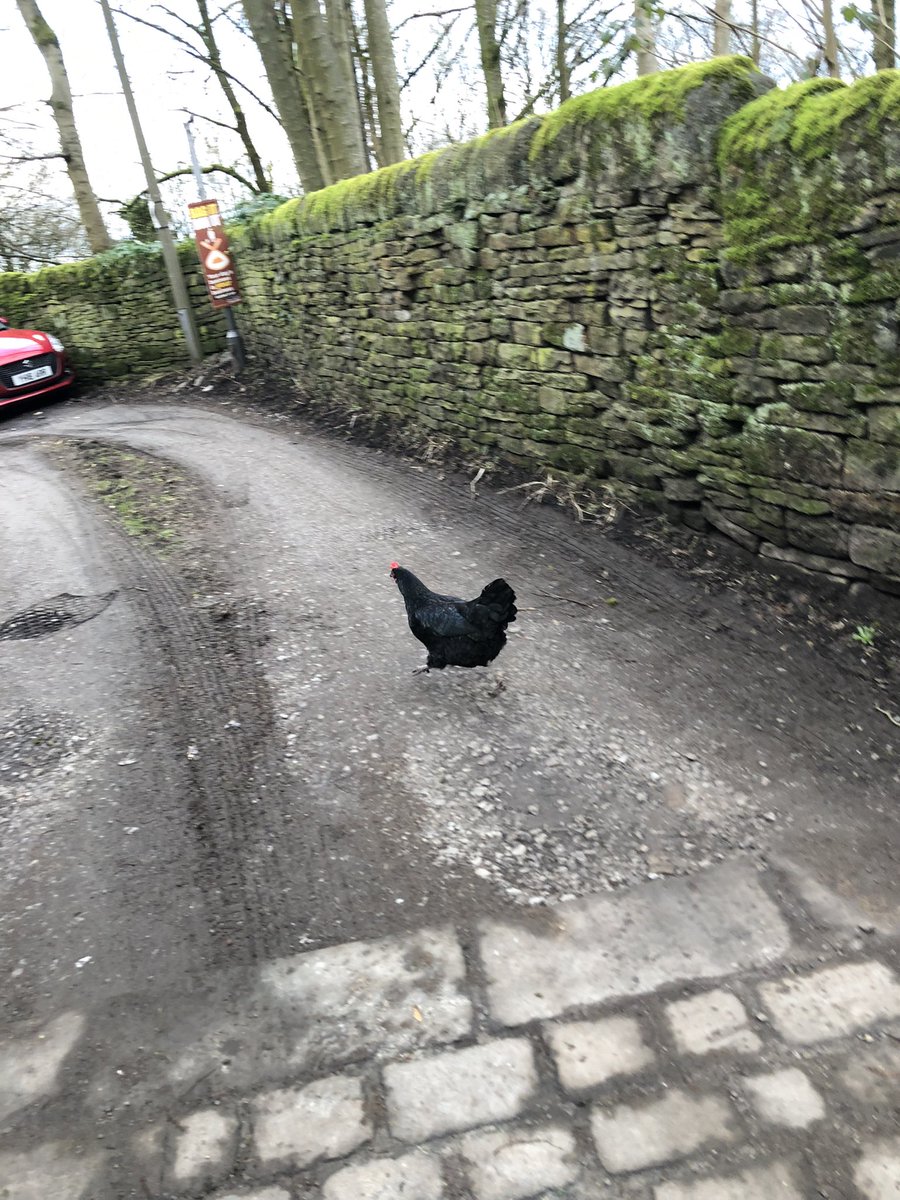 RowanP_86's tweet image. First part of trip to Howarth today! With added chicken running away from me! 😂 #Howarth #Yorkshire