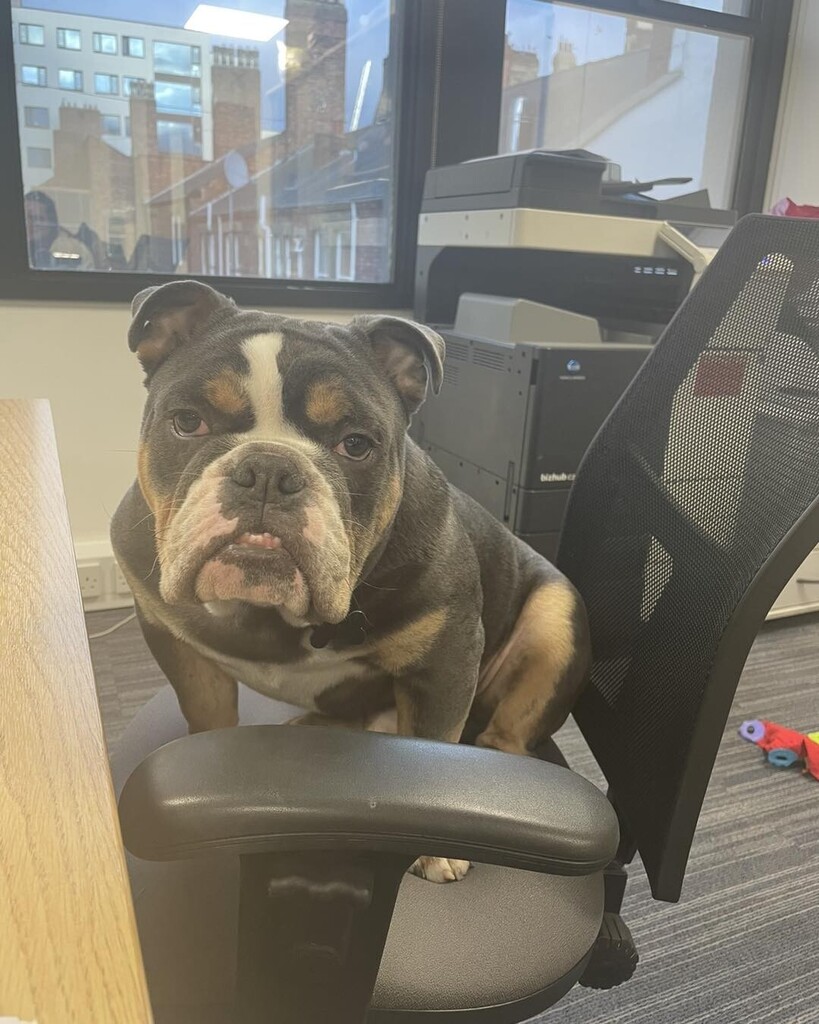 Meet Winston 🐶

Winston loves to come to work everyday and show whose boss in this office! 😂

He’s definitely a favourite among the staff 💙 instagr.am/p/Cn4hJ_6qg_z/