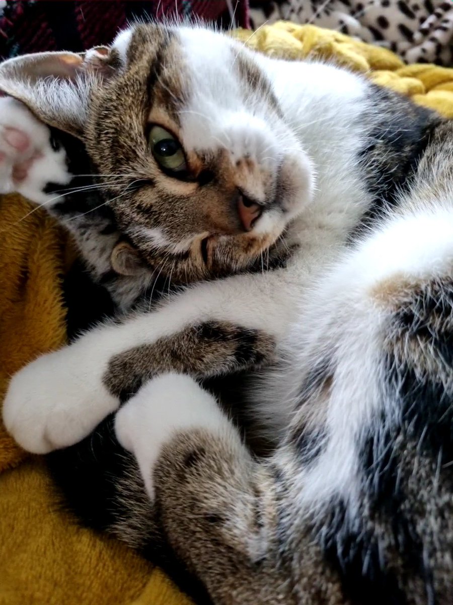 lauragfield's tweet photo. @chaoticcatpics HRH Lady B https://t.co/M2FXN1Fs5y