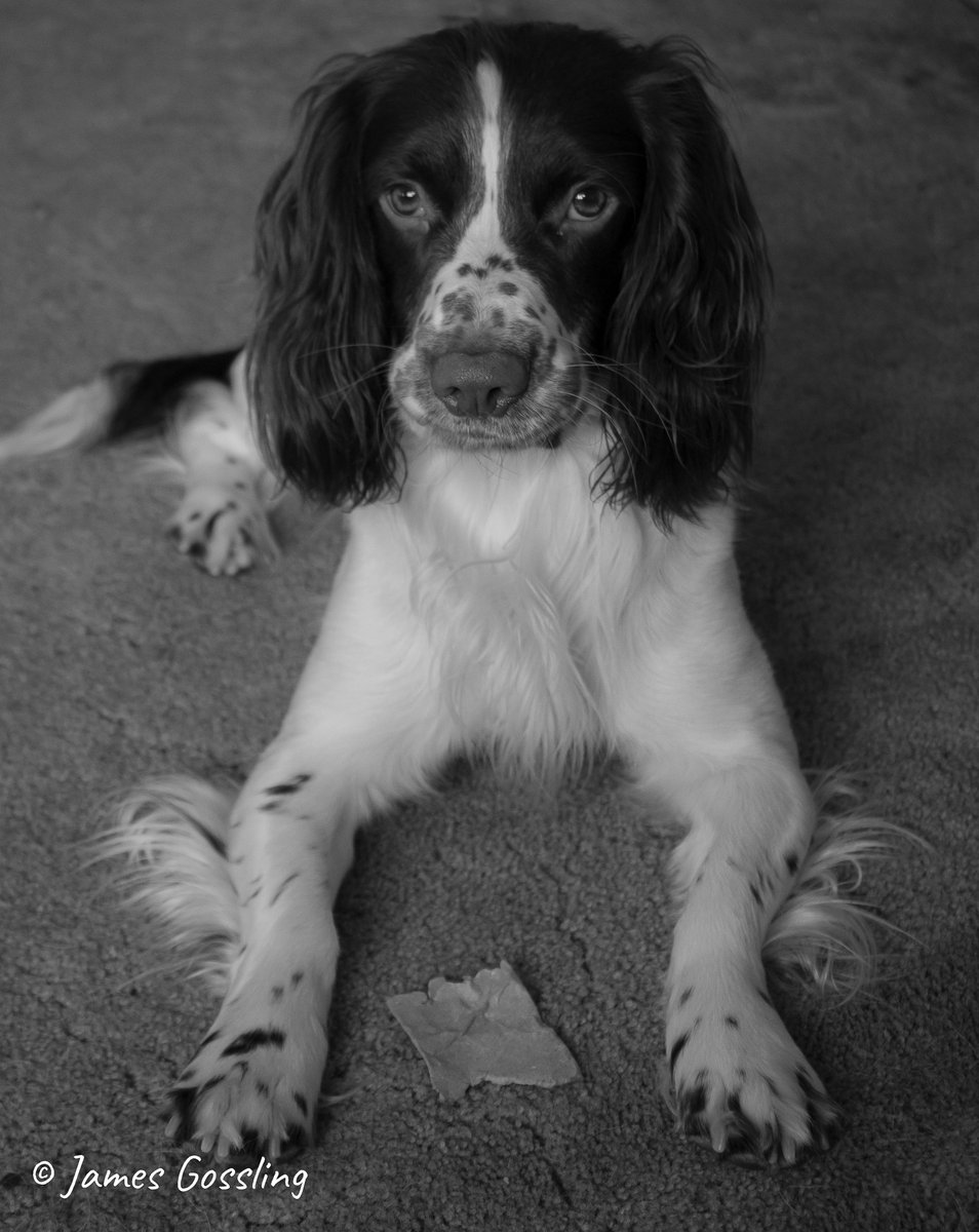 Tring to get dog to stay still for a portrait is a nightmare #DogsofTwittter #dogs  #dogslife