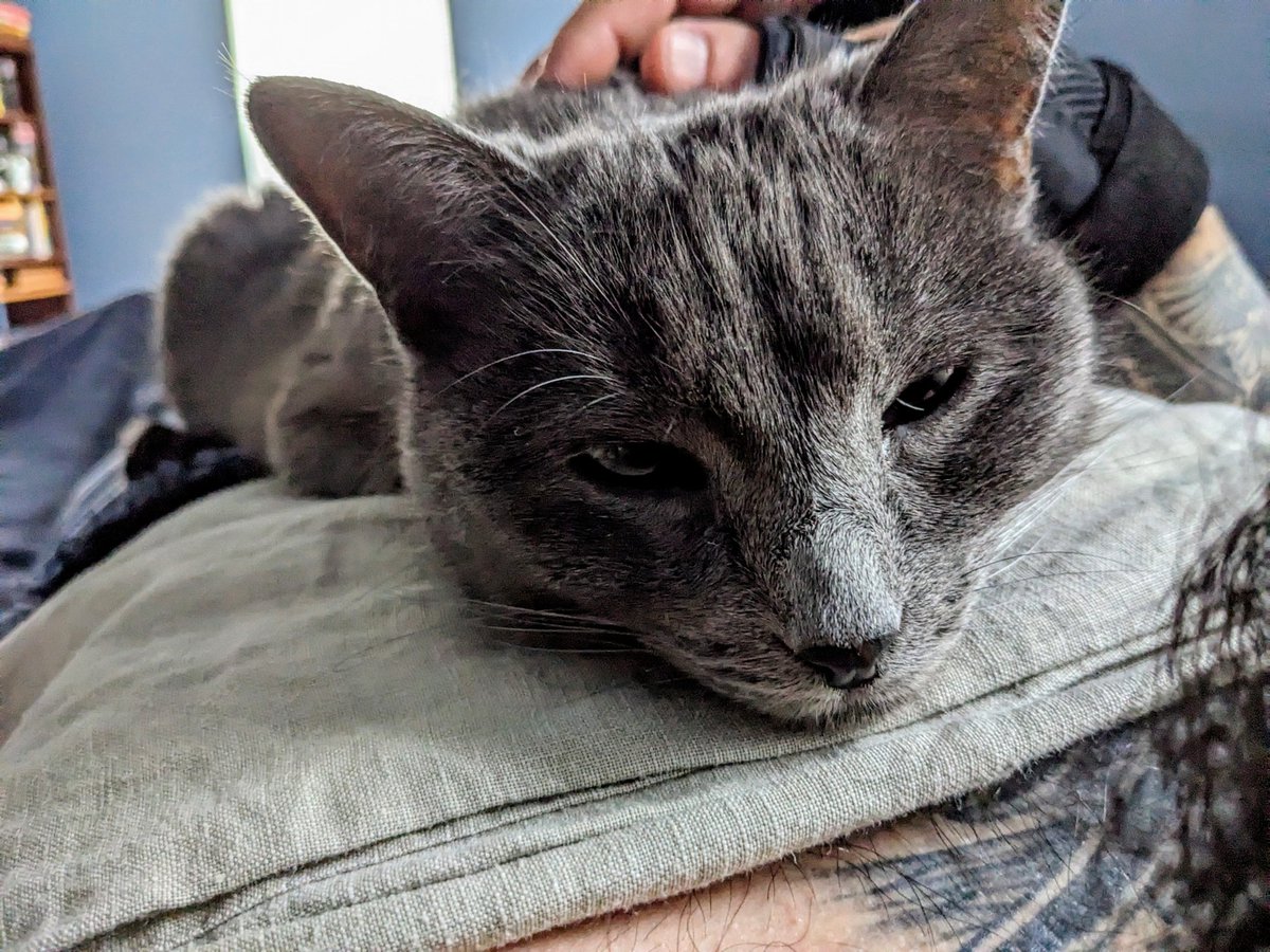 SylLovesBread's tweet photo. Cold mornings are for snuggles. https://t.co/jjXYxeSV6E