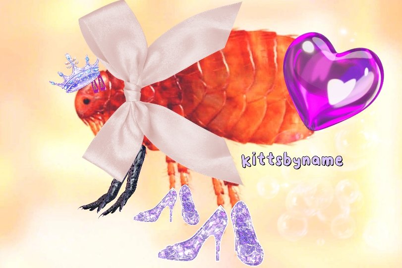 kittsbyname's tweet image. Aver si la foto de esta pulga llega a 50 rt hoy, les subo una foto linda del nuevo set HD 4k hsjjskaka