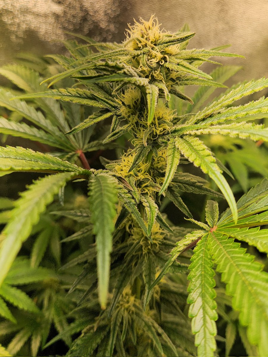 Chimera42o's tweet photo. First flower of the year so far @bombseeds plants have coped well even with these cold days and nights. #CannabisCommunity #Mmemberville #homegrown #growyourown. https://t.co/NnWhqFLYYg