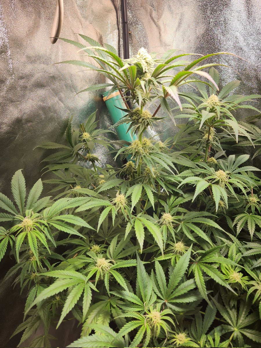 Chimera42o's tweet photo. First flower of the year so far @bombseeds plants have coped well even with these cold days and nights. #CannabisCommunity #Mmemberville #homegrown #growyourown. https://t.co/NnWhqFLYYg