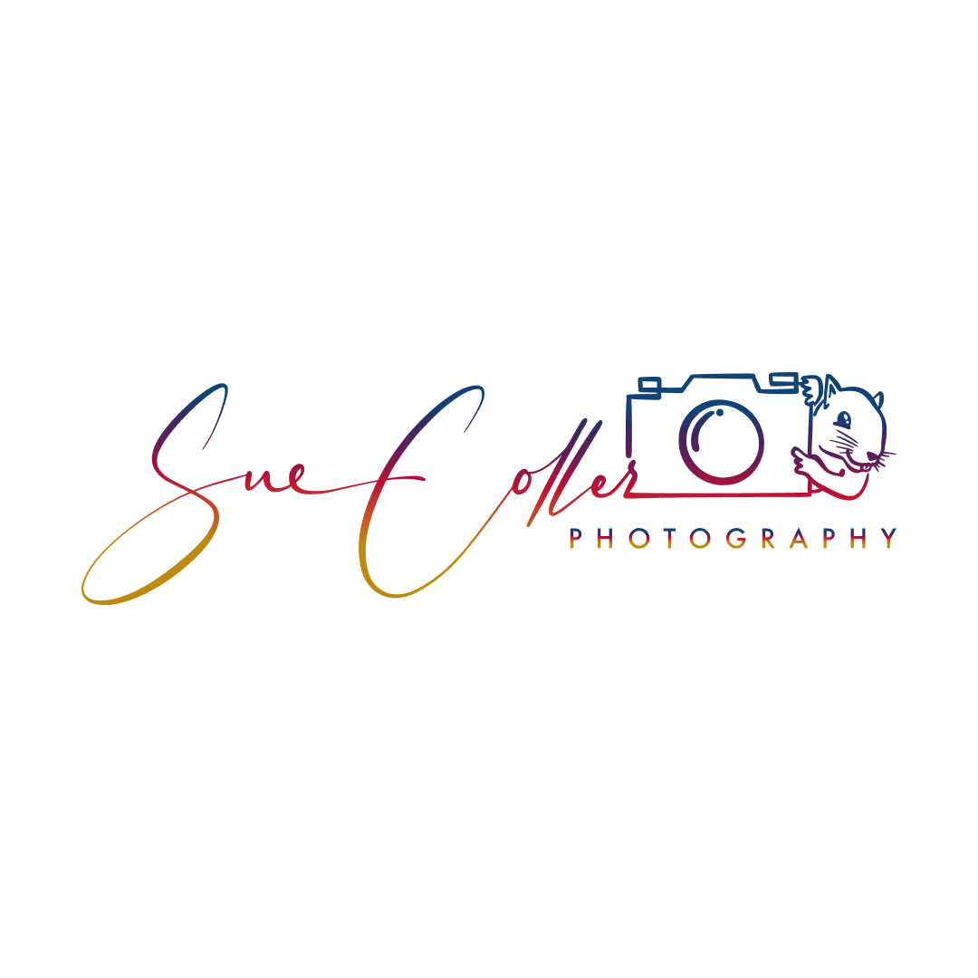 SueColler's tweet photo. @Artlogo makes really cool Signatures and Logos. So far I have one for my church signature and my photography. https://t.co/H02OB29S1w