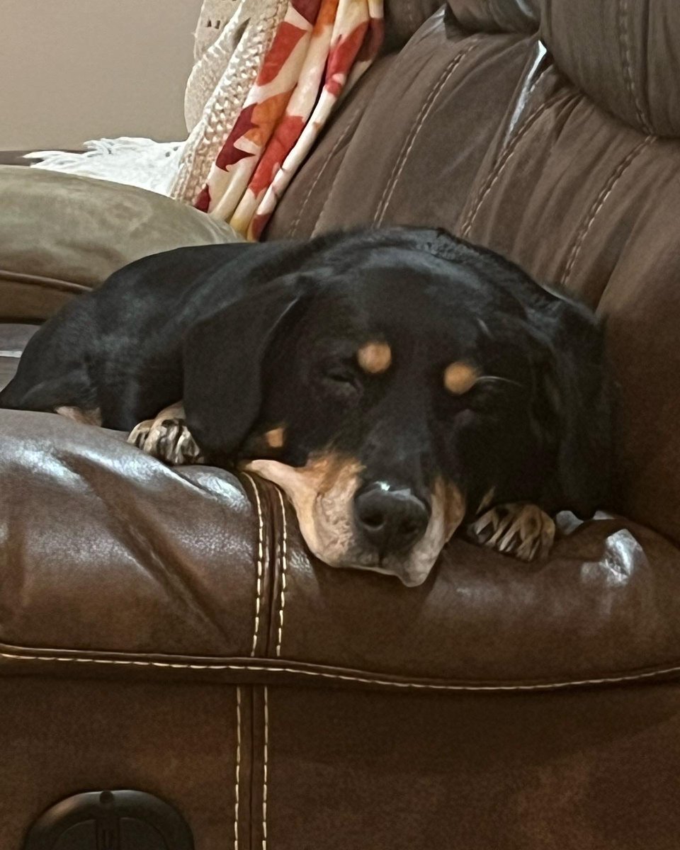 CallMeCdn's tweet image. It has been a month since our Charlie passed over the rainbow bridge, and I still sometimes forget he’s not here. I need a new dog to fill my heart. #dogsarelove #RescueDogs #dogheaven