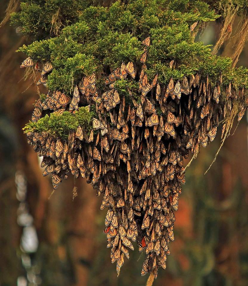 Interior's tweet photo. Sometimes found in large clumps, monarch butterflies overwintering along California’s central coast prefer to hang out in eucalyptus trees, Monterey cypress and Monterey pines.

Learn how you can help these beautiful insects survive this vulnerable season: https://t.co/oIKZaPQ24n https://t.co/iViT47YpCI