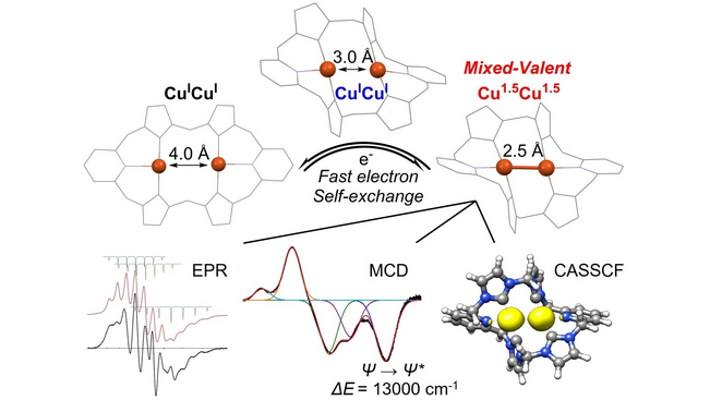 angew_chem's tweet photo. Fully Delocalized Mixed-Valent Cu1.5Cu1.5 Complex: Strong Cu-Cu interaction and Fast Electron Self-Exchange Rate Despite Large Structural Changes (Meyer) #openaccess thanks to #projektDEAL @AKMeyer_Goe @dicp_cas https://t.co/9VUovgyAD1 https://t.co/60oZVuMIf2