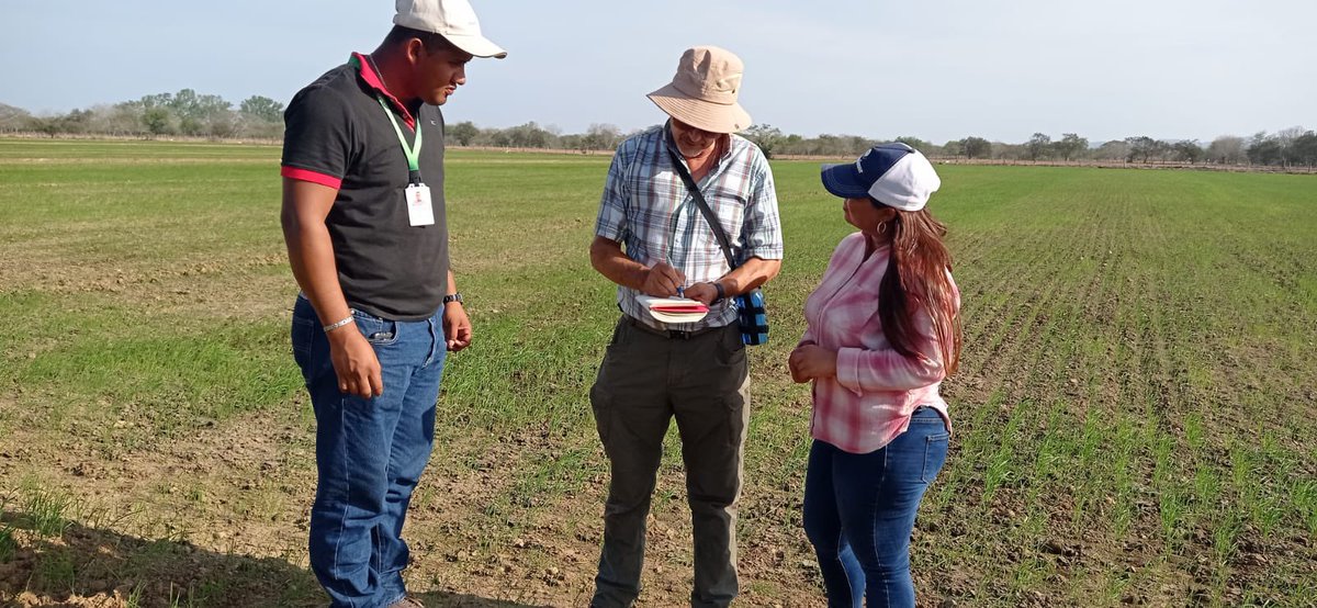 Capacitación de técnicos de Conagro Semillas por parte del Especialista del Flar @arrozflar, Dr. Gilberto Dotto. 

#conagrosemillas  #parcelasdemostrativas #agriculturasostenible #porunpanamaautosuficienteenarroz #investigacion #desarrollo #flar