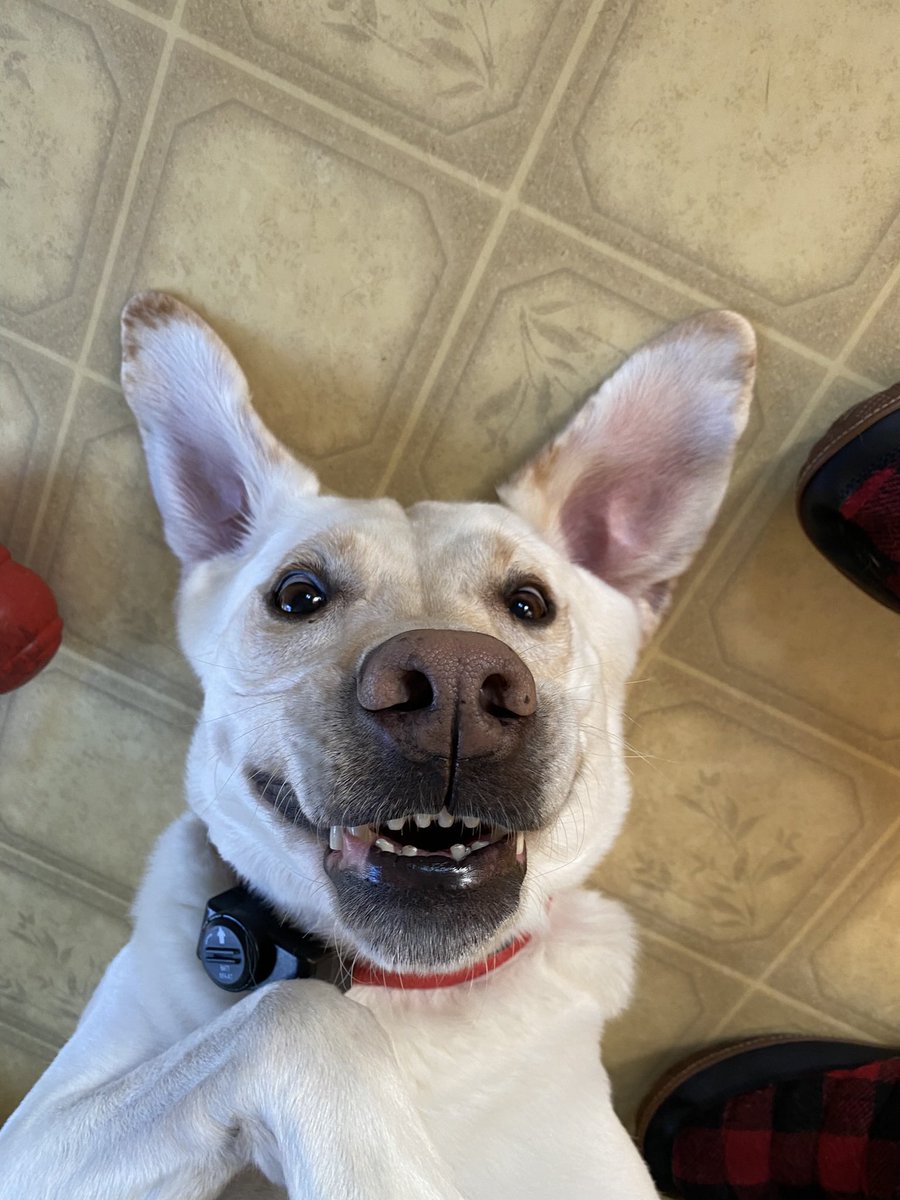 jgruber14's tweet photo. @Chewy https://t.co/AnBwIdGty4