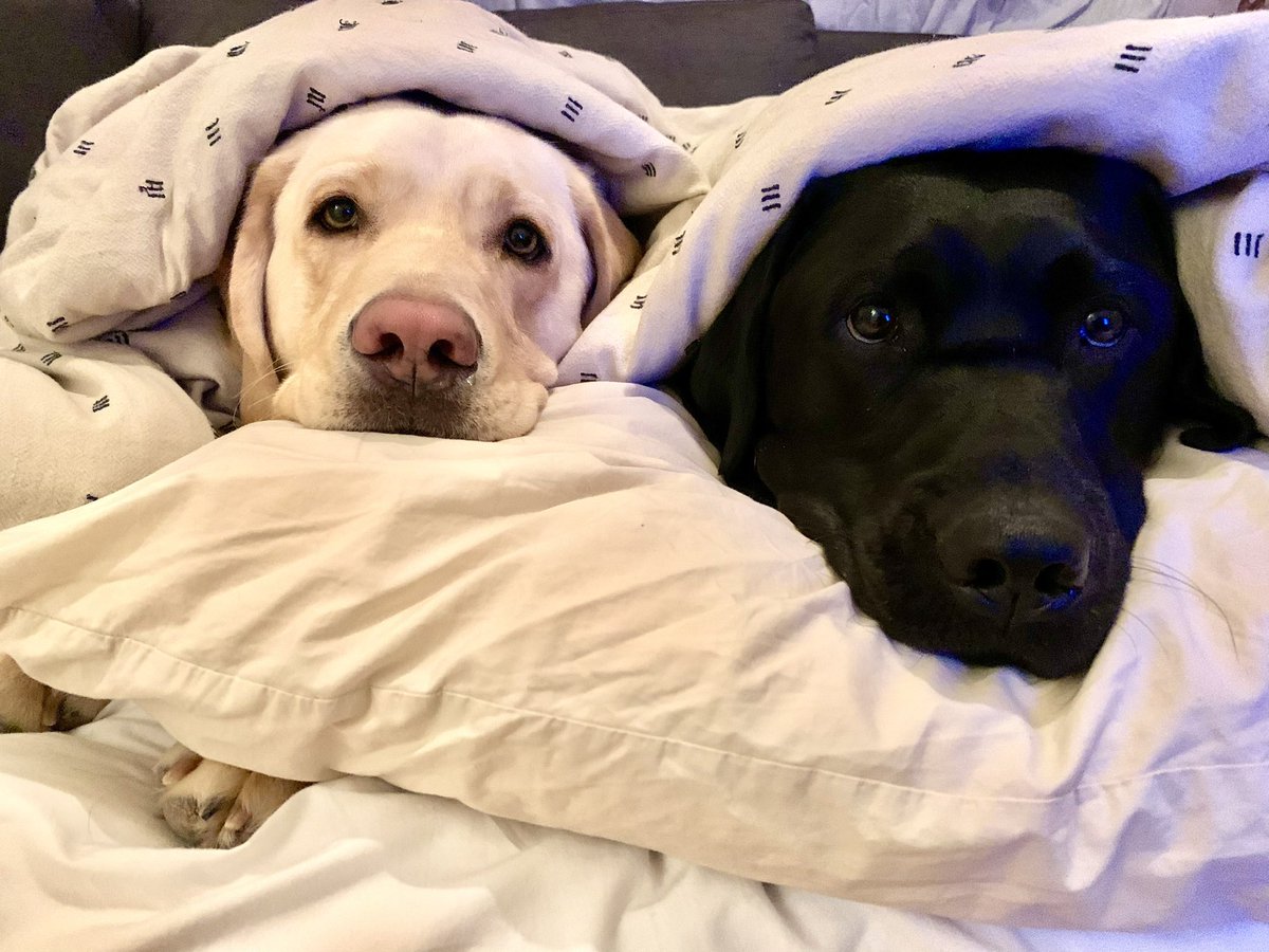 TobaCentre's tweet photo. Guess who had their very first sleepover this week?! 🤭

#theadventuresofboosterandduke
#facilitydogs
#tobacentre https://t.co/IY6eoizvhW