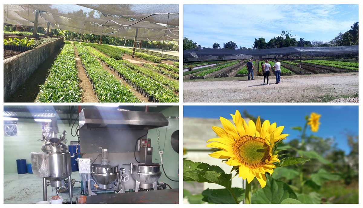 #LaHabana #Cuba Benefician proyectos conjuntos agrícolas a productores capitalinos <a href="/PlacidoMax/">Maximiliano Placido</a> <a href="/RosabalCaridad/">Caridad</a> <a href="/Radiometrohaba1/">Radio Metropolitana Cuba</a> @RadioCOCOnline <a href="/RadiodifusionH/">Radiodifusion Habana</a>