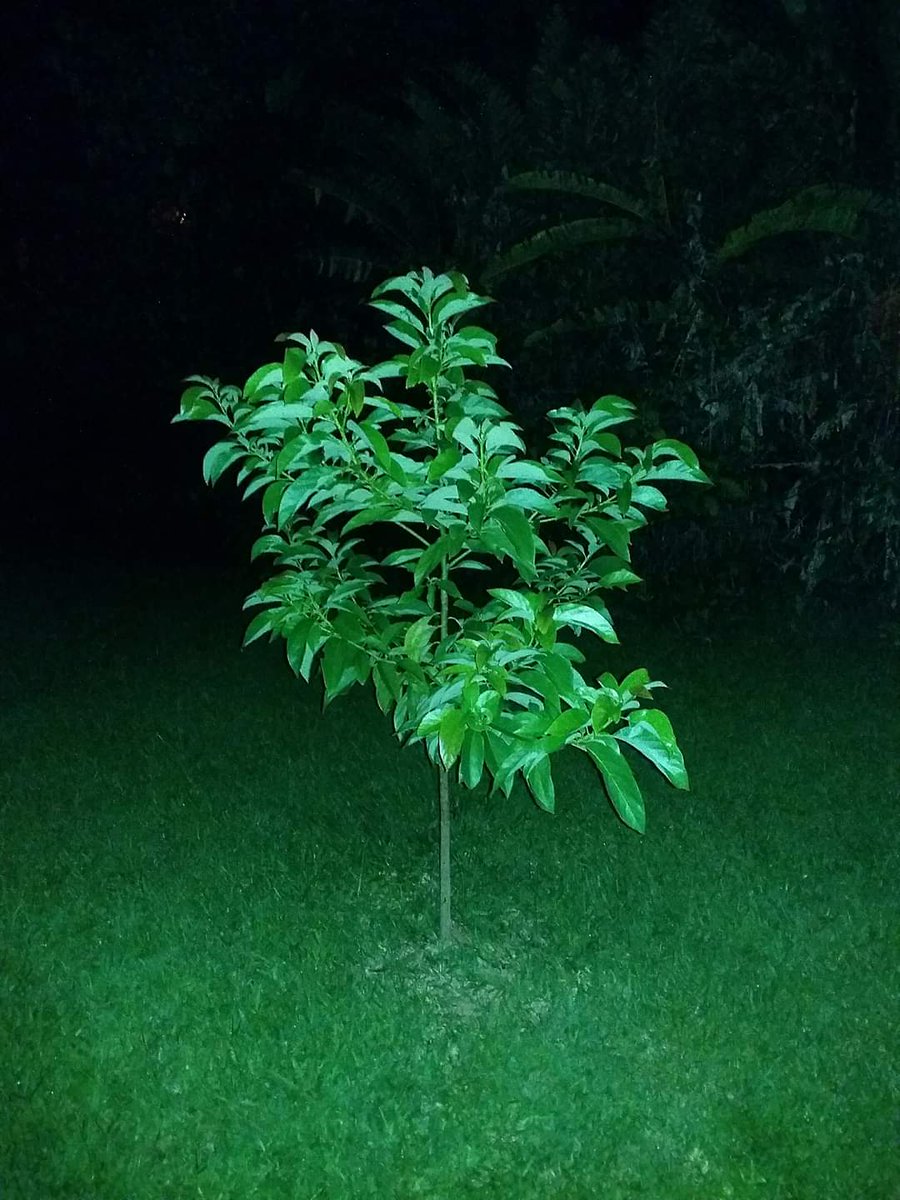 rrm1956's tweet photo. Esta luz no abacateiro, vem de um OVNI que pairava a uns 100 metros de altura, quando tirei a foto. Nunca mais esquecerei deste episódio... https://t.co/6vfI8BYycI