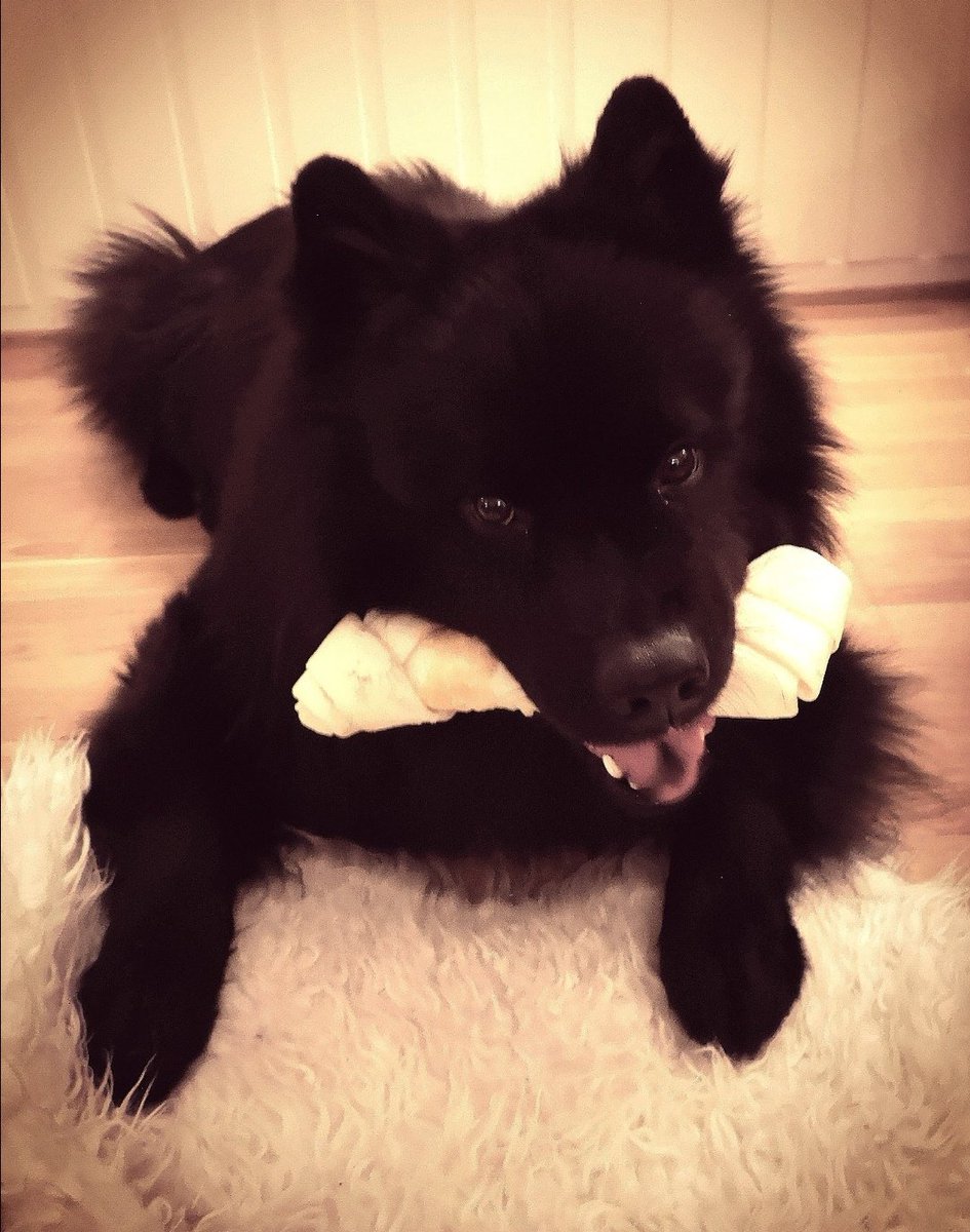 Lykken er et nytt godteri 🐾