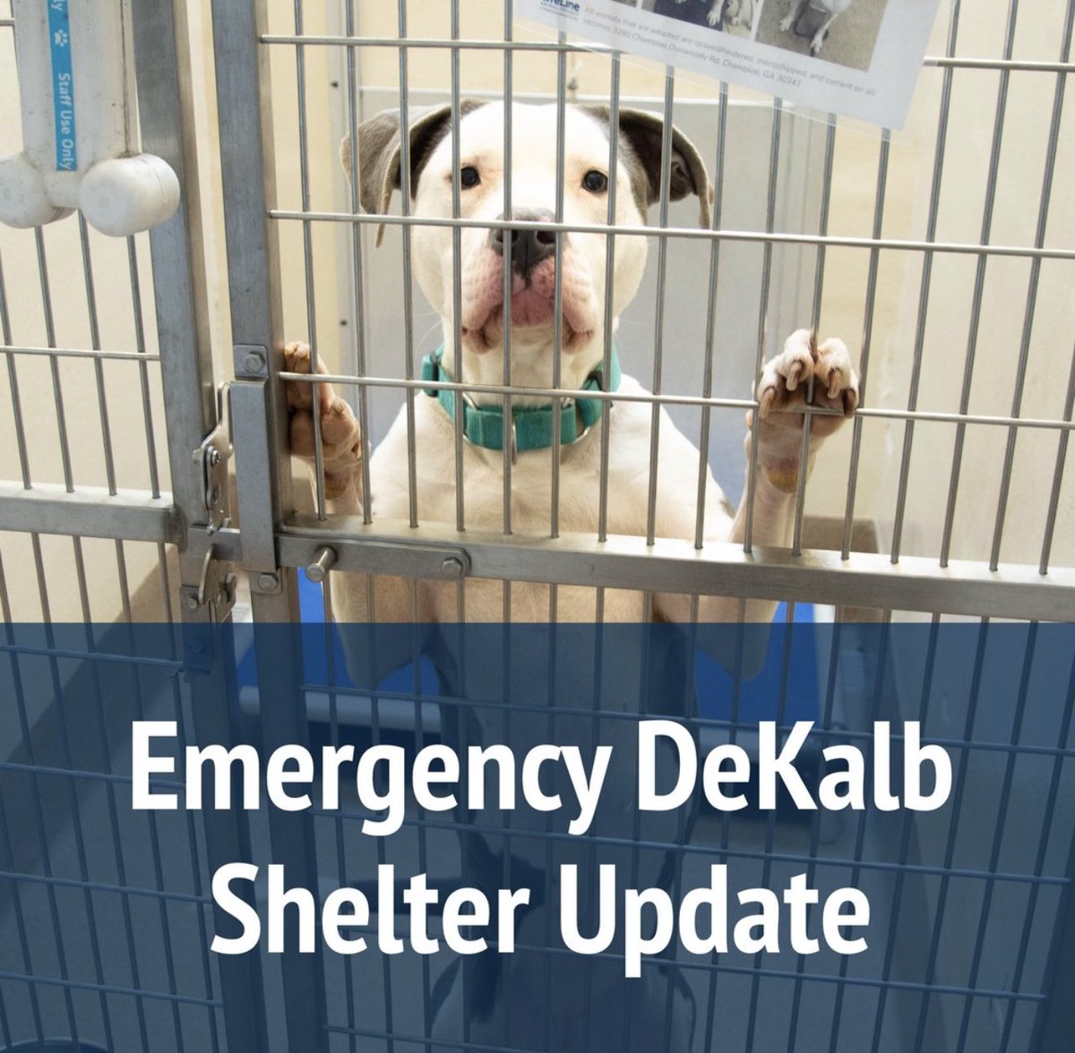 ATTN ATLANTA. URGENT. DeKalb County shelter is at critical capacity. They have 600 dogs. They need to find homes for 150+ within the next week or they are at risk of euthanasia. PLEASE, foster, adopt, share. SHARE RIGHT NOW.