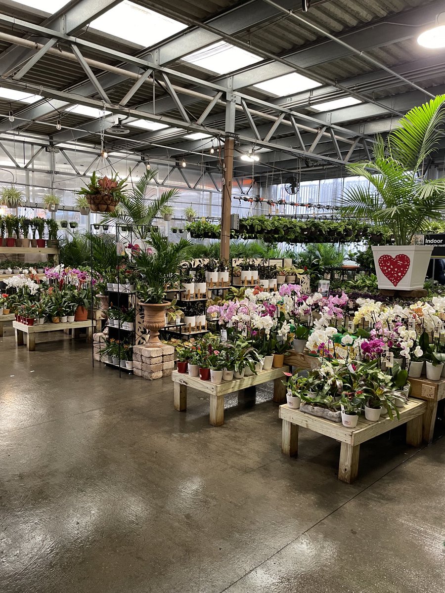 Marty Harris (@martyatlga) on Twitter photo 6986 BuckheadHD setting the standards for Tropical event with valentines shop with Marty for designing a valentine container <a href="/ShawnDDavis/">Shawn Davis</a> <a href="/kelly_mayhall/">Kelly Mayhall</a> <a href="/MoveandLose/">PATRICIA MABEN</a> <a href="/freddyplants/">Fplants</a> <a href="/HomeDepot/">The Home Depot</a> <a href="/mr_richardson/">curtis richardson</a> @scott-w-philp 6986 BuckheadHD setting the standards for Tropical event with valentines shop with Marty for designing a valentine container <a href="/ShawnDDavis/">Shawn Davis</a> <a href="/kelly_mayhall/">Kelly Mayhall</a> <a href="/MoveandLose/">PATRICIA MABEN</a> <a href="/freddyplants/">Fplants</a> <a href="/HomeDepot/">The Home Depot</a> <a href="/mr_richardson/">curtis richardson</a> @scott-w-philp
