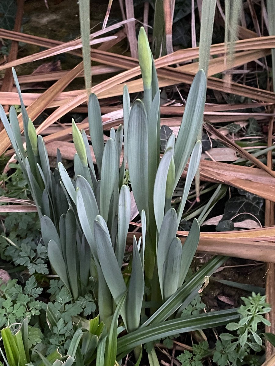 K_neurorobotics's tweet photo. Daffodil shoots under the palm tree 🌴 early signs of #Spring A beautiful day #ThursdayThought https://t.co/noQRRP92cR