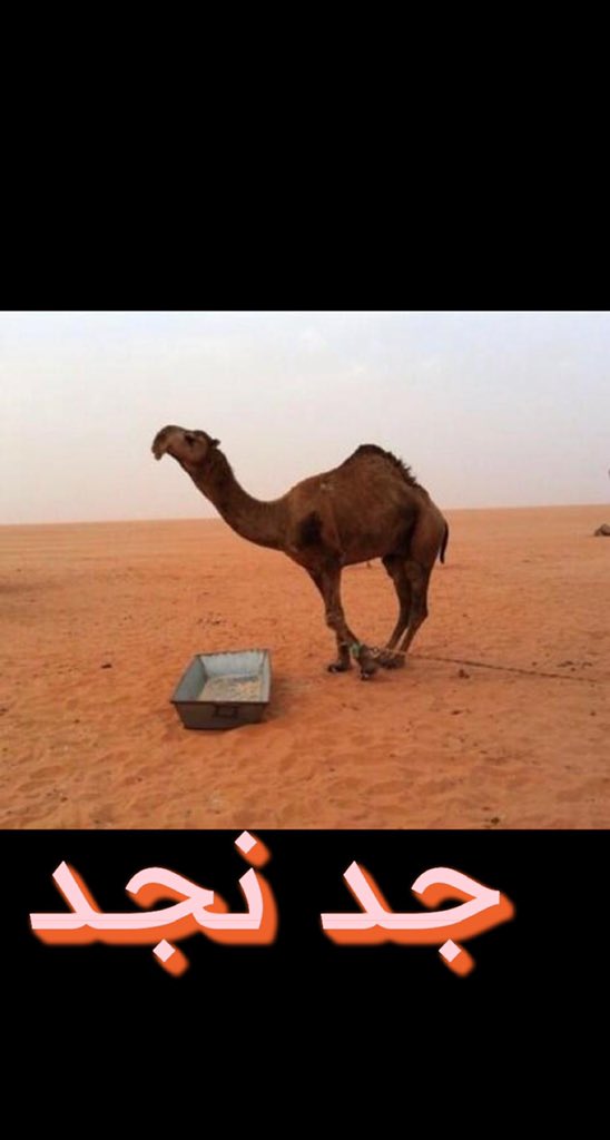 faraj640's tweet photo. هذي صور ابو نجد وجدها من ابوها https://t.co/kcqBDrgDme