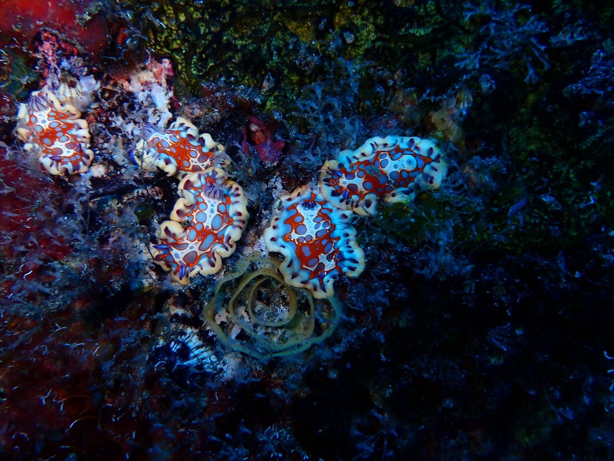 These beautiful Harlequin blue sea goddesses are small nudibranch that can be very difficult to spot. They have both male and female reproductive organs and they lay eggs in spirals as seen on the Frontier wreck here in #StHelena

#scuba #ocean #nudibranch #Atlantic